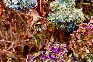Fading hydrangea blooms in November.