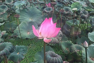 Healing as a Return to Self