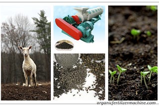 A Guide to Compost Sheep Manure for Organic Fertilizer