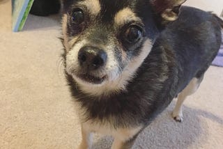 An older Joey dog with his ears perked up with attention.