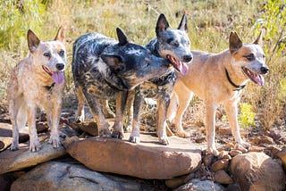 Sharing your life with an ACD (Australian Cattle Dog)