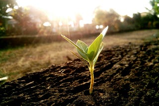 Innovation Journey: Sow the Seed
