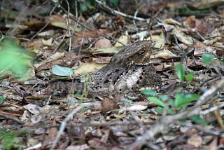 Wildlife Feature: Chuck-Will’s-Widow