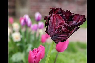 A close-up photo of a dark burgundy tulip with frayed edges, surrounded by pink and white “normal” tulips.