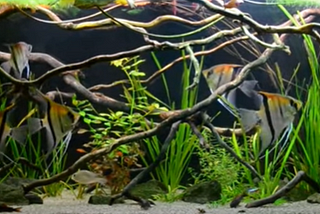 Image of a fish tank with Angel fish swimming  between branches and water grass.