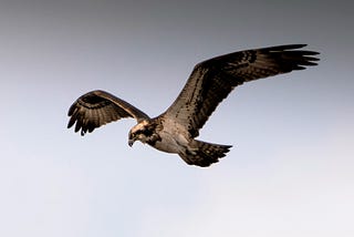Chasing the wind of options