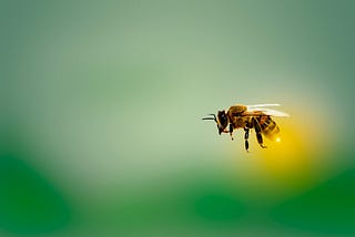 Bayer Is Killing the Bees. People Power Will Save Them