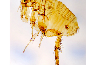 Image of flea under a microscope