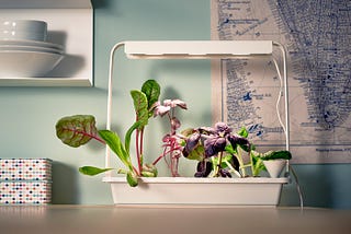 Hydroponics: Cultivating the Future of Sustainable Home Gardening