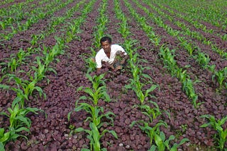 Farmer in intercropped field