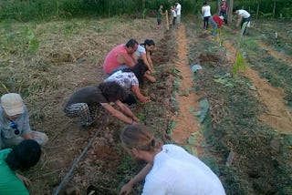 Porque nossa transição depende de Agroflorestas