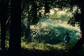 A Spiritual and Sensual Journey Inside Apichatpong’s Forest