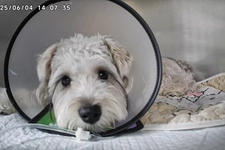 Reflections on Accompanying My Pet for Surgery — Differences Between Programmers and Doctors in…