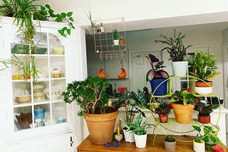 a table with an array of plants that are different heights and colors.