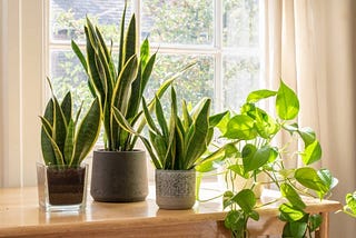 Types of Artificial Plants for Office Spaces