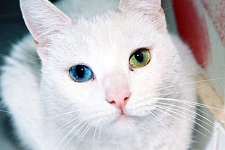 What color are your cat’s eyes