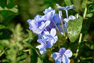 How to Place a Mouth Around Petals