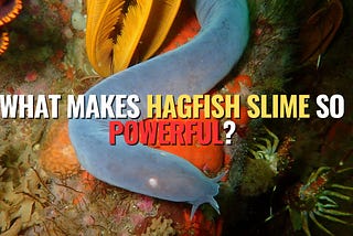 What Makes Hagfish Slime So Powerful?