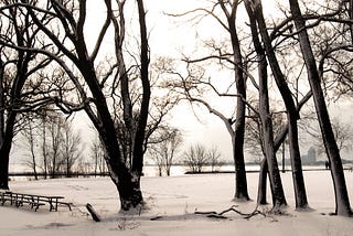 January snow and bare trees | © pockett dessert, remember