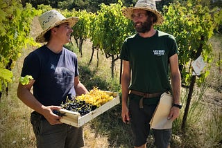 3 hectares — 3 paysans à mi-temps pour produire du raisin de table