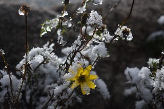 A single bright yellow flower encased in ice.