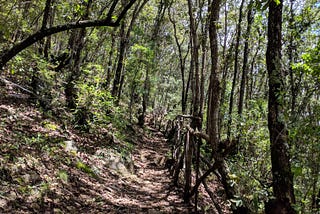 My path through social innovation for Planetary Health.