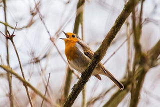 Birdsong — robin singing in tree