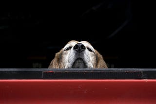 To the Truck Driver who Saved My Dog —