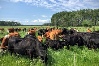 Could the Irish dairy industry be more “green” just by grazing differently?