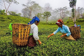 The little-known stories of Indian tea