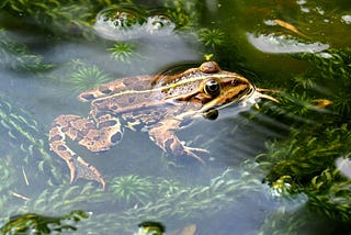 Frog Legs Are A Delicacy