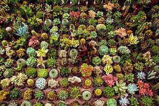 What is the best soil for cultivating succulents?