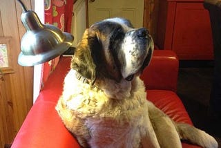 An old St Bernard says goodbye…