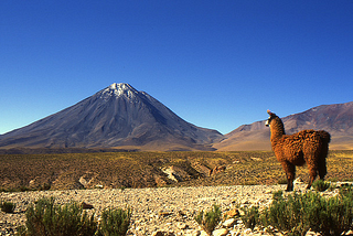 Llama looking at Licancabur Volcano, Bolivia