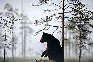 The Bear took the pack with him.