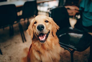 Top 4 Most Friendly Breeds Of Dogs In The World