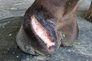 Photopuncture helps equine pastern injury with speedy recovery