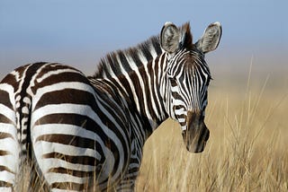 Where can you go for wildlife safari in Tanzania?
