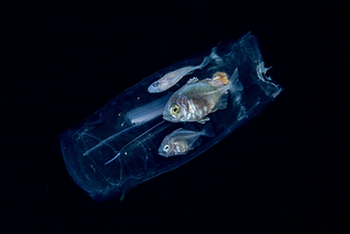 Meet Me Underwater, author Michael Patrick O’Neill depicts an amazing image of a “pocket change” sized fish that avoids “turning into midnight munchies” by swimming inside a salp, a type of barrel-shaped, gelatinous marine animal.