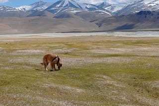 Alzu, my golden retriever pet, playing in the grasslands near a frozen lake in Ladakh during our road trip