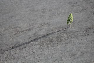 Shading the Way to a Greener Future: An Exploration of Tree Canopies