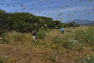 Locust plagues continue in East Africa