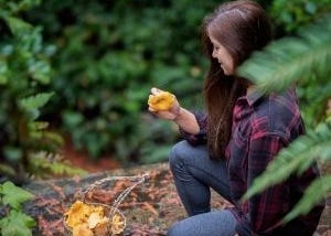 This is how you become a mushroom forager