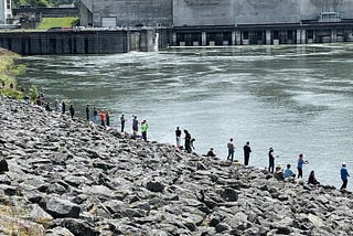 Columbia River shad migration underway