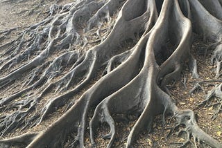 A man is dwarfed by the roots of an enormous Fig tree cascading down from a trunk just visible.