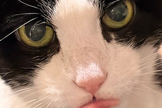 A tuxedo cat’s symmetrically marked face stares intensely into the camera, with her tongue slightly out.
