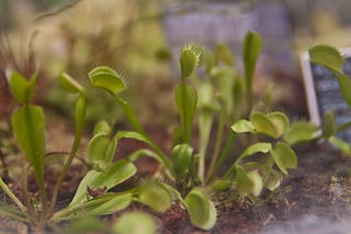 The Evolution Of Carnivorous Plants