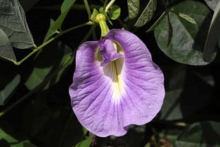 Purple Clitoria Seeds