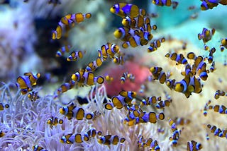 A school of clown fish with their symbiote, the sea anenome.