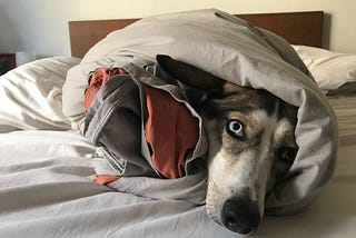 Dakota, a coyote looking dog with different colored eyes wrapped burrito-style in a thick comforter